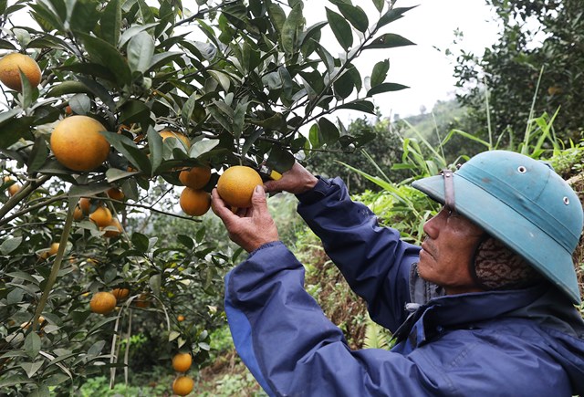 An cư trên đất Hòa Bình